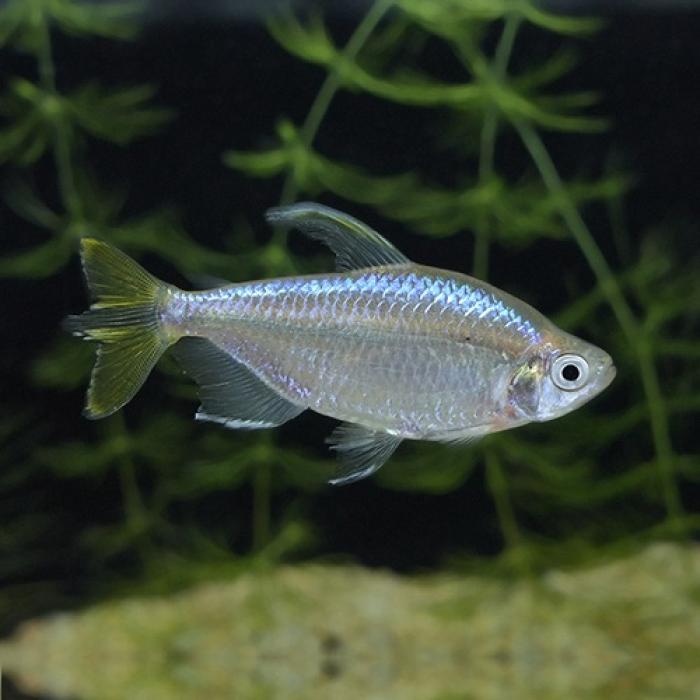 イエローコンゴーテトラ（ブリード）（Ｍ）