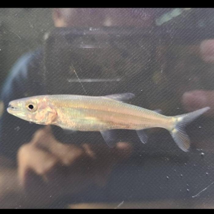 ゴリアテタイガーフィッシュ（コンゴ）