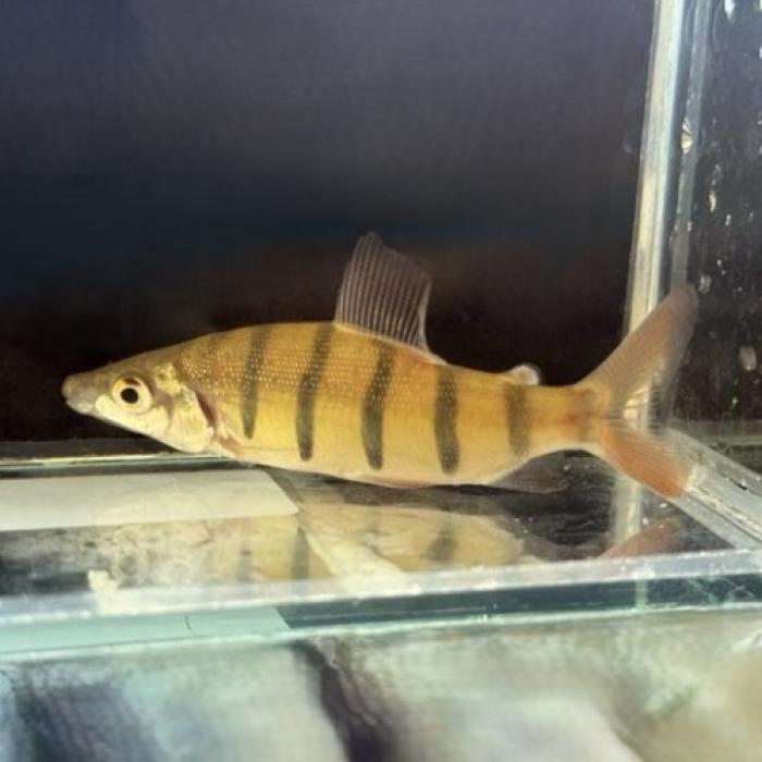 ロングノーズクラウンテトラ（ＳＭ）