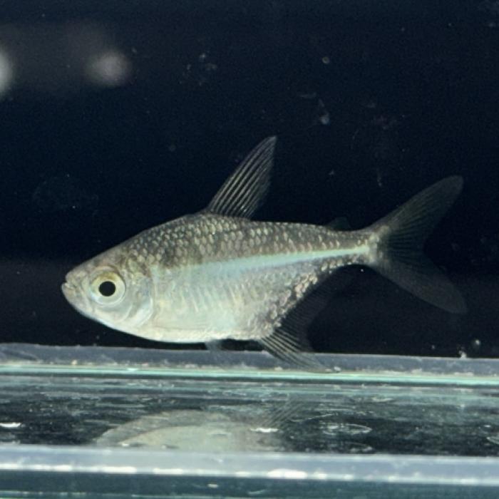 フェザーフィンディスクテトラ（ローライマ）