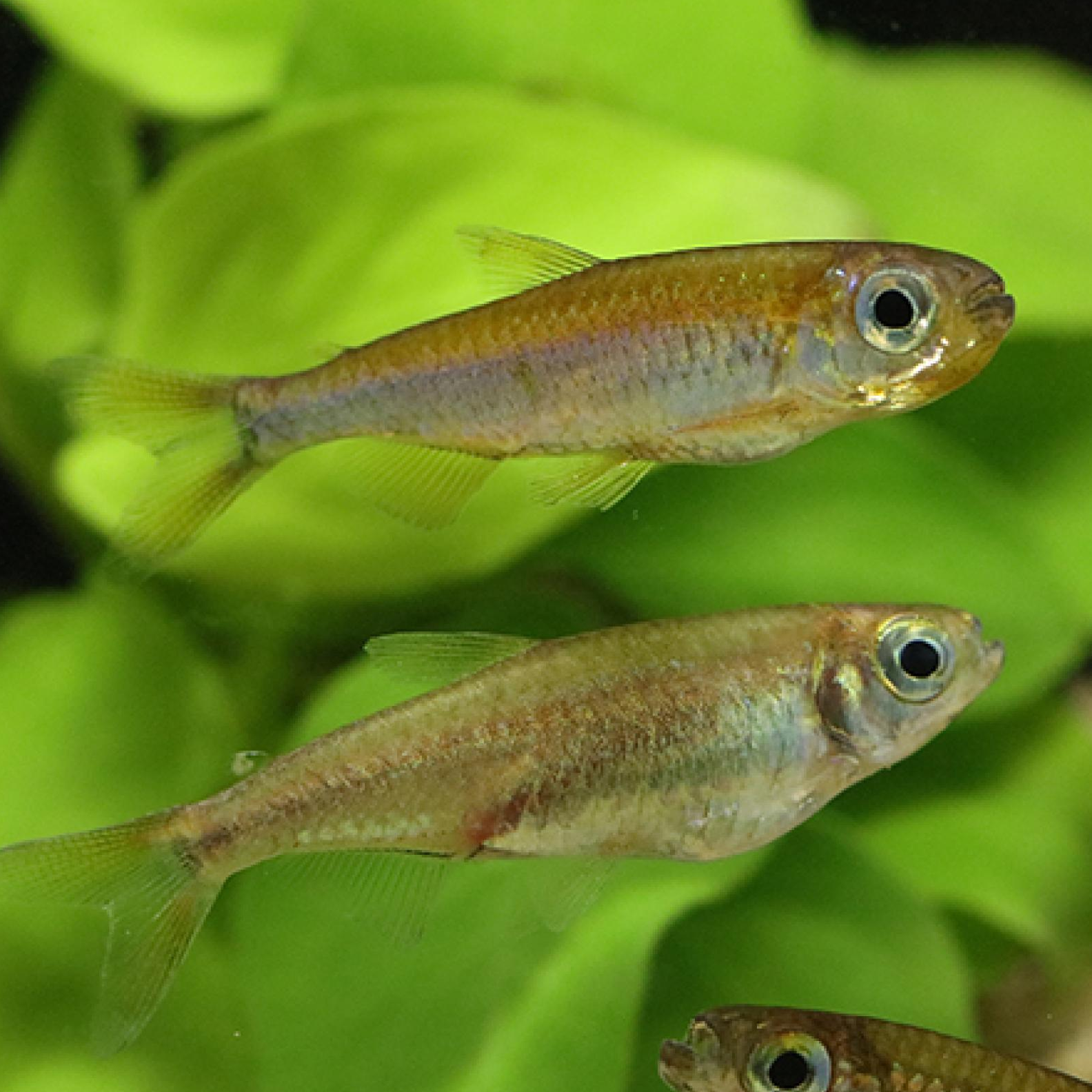 ファンタスティックレインボーコンゴテトラ（コンゴ）*雌雄指定不可