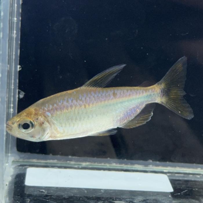 レッドテールサファイアコンゴーテトラ（BANDUNDU）