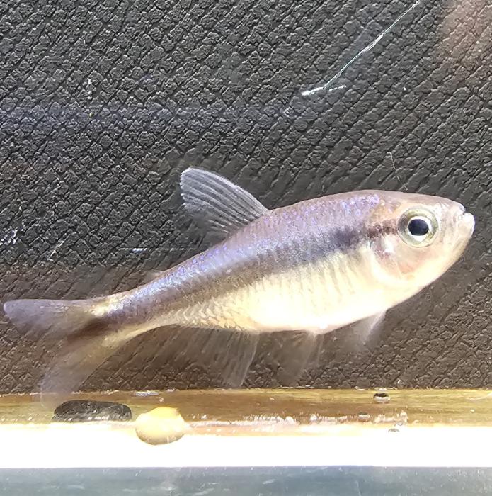 ブルーリボンテトラ（ブリード）