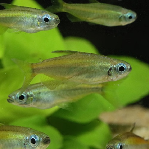 ゴールデンコンゴーテトラ（コンゴ） （LEFINI RIVER）*雌雄指定不可