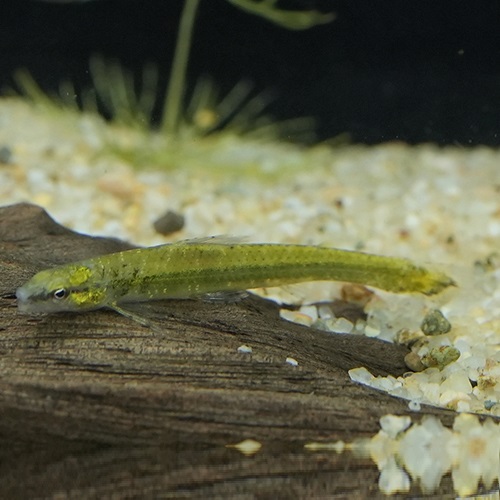 グリーンダータテトラ（ウルブー）