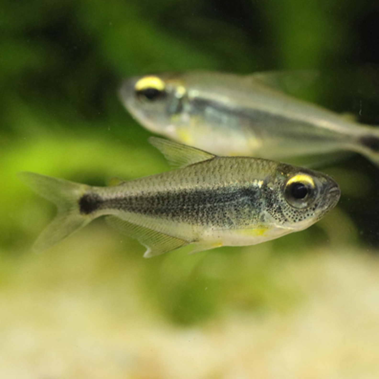 カイアポーテトラ（シングー）