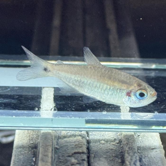 コギャルテトラ（ジュルエナ）