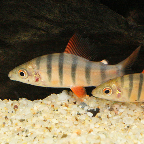 ショートノーズクラウンテトラ（コンゴ）