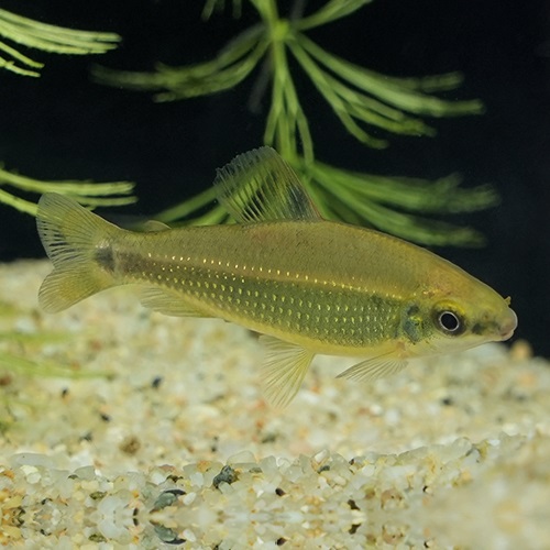 ディスティコダス・トゥジェルシー（LEFINI　RIVER）