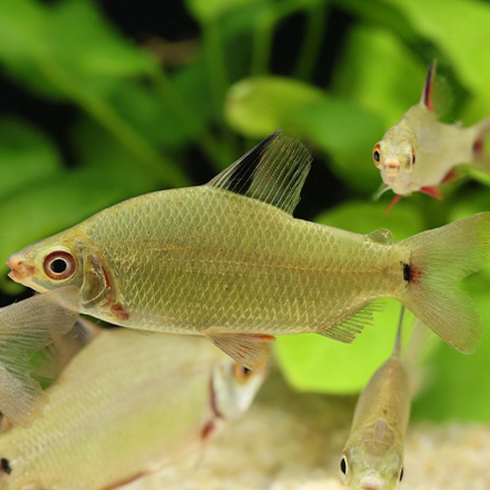 ディスティコダス・ノボリ（コンゴ）