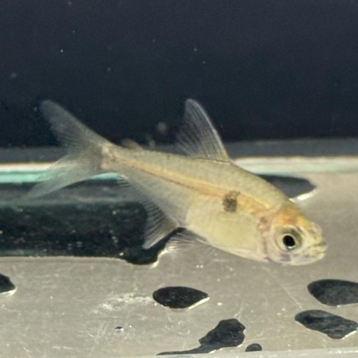 キャンディテトラ（アルア）