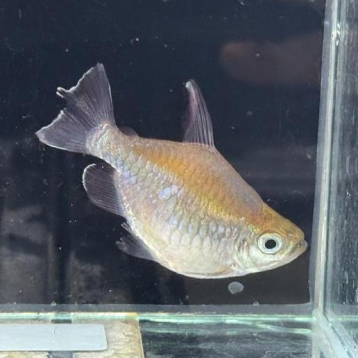 バルーンコンゴーテトラ（ブリード）（Ｌ）