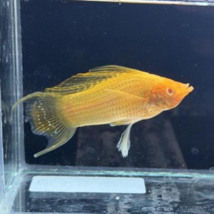 アルビノサンセットセルフィンモーリー