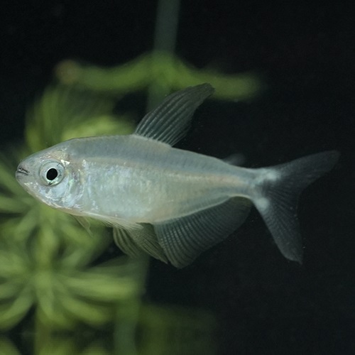 ハイフェソブリコン・プロキオン（ブリード）