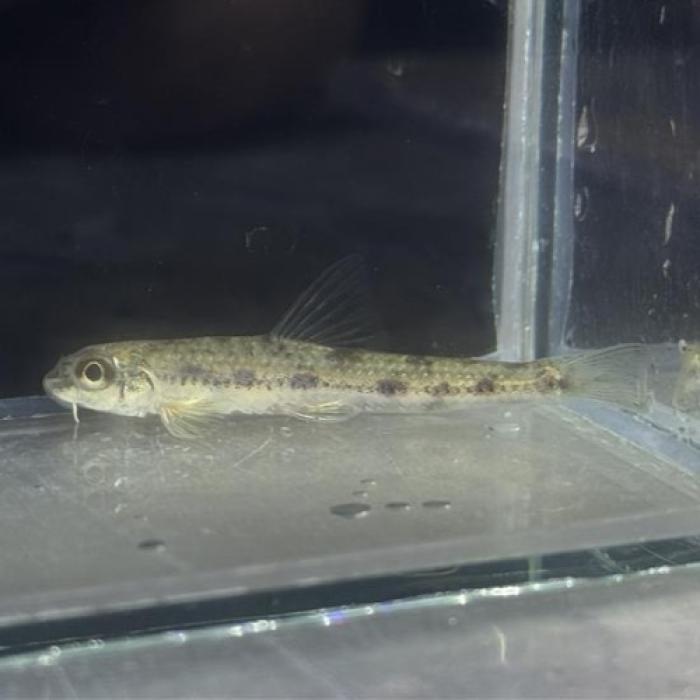 中国コブクロカマツカ