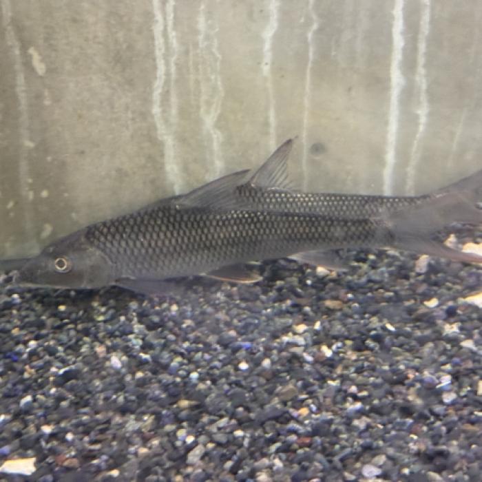 トール・ブレヴィフィリス(中国)