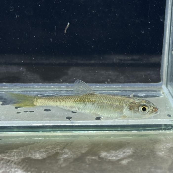 コウライハス(中国)(Ｍ)