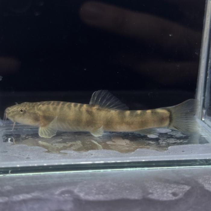 スキストラ・ケントゥンゲンシス(中国)