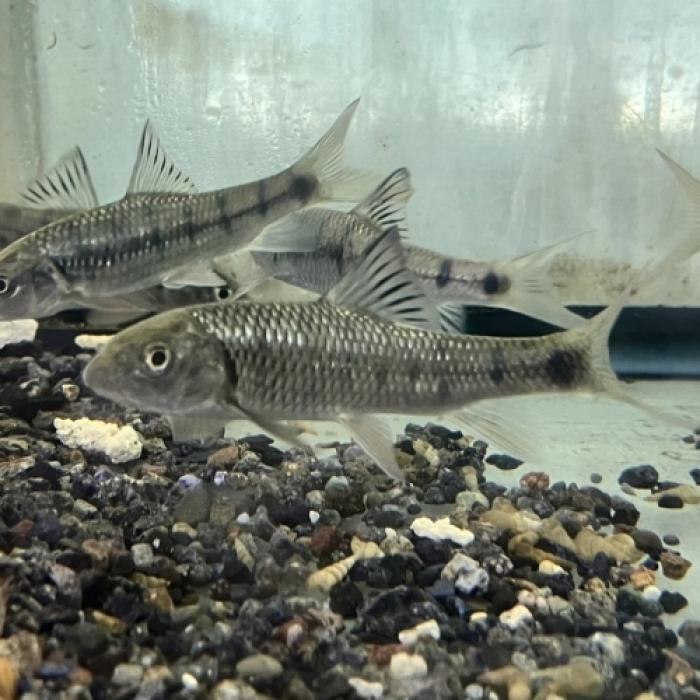 台湾ハナマガリ