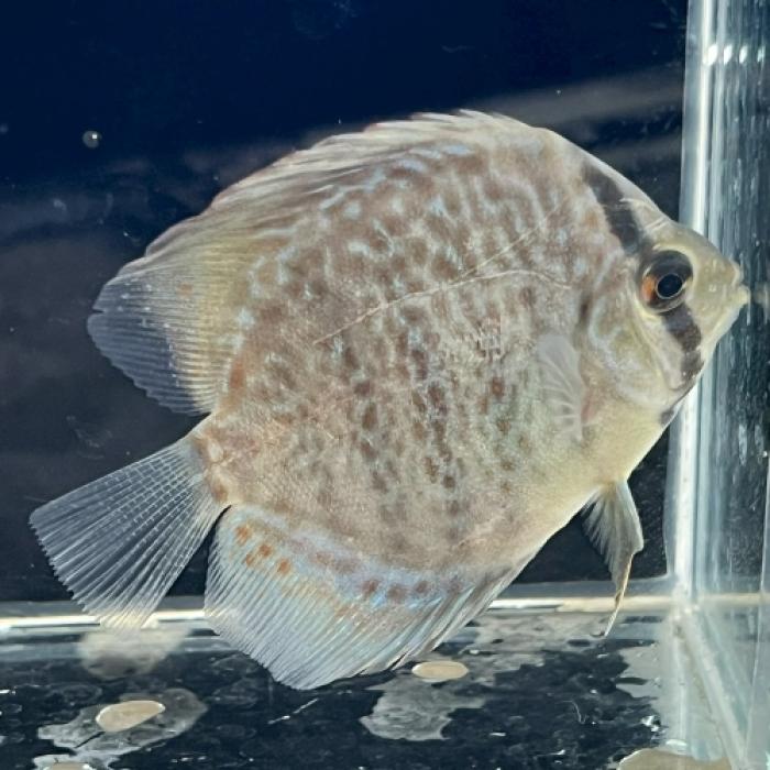 レオパードスポットディスカス（ＳＭ）