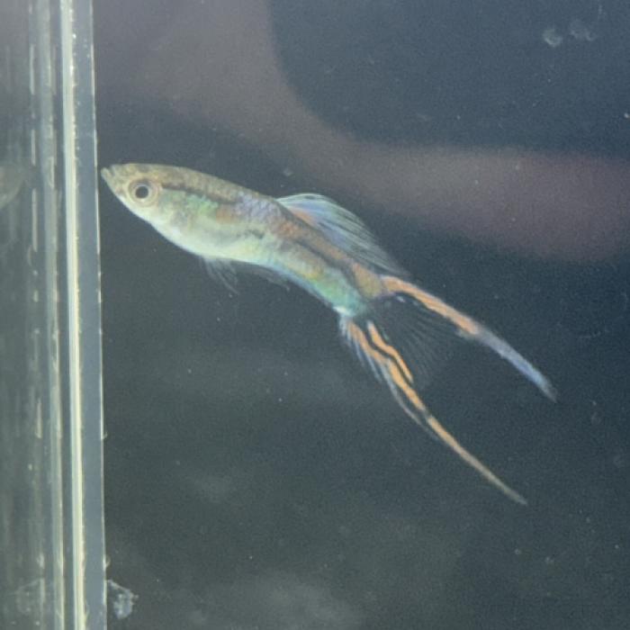 エンドラーズ（Ｒｉｏ　Ｉｎｉｒｉｄａ）（ＥＵブリード）（ペア）