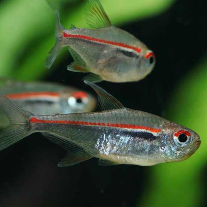 ハイフェソブリコン・アマパエンシス（ブリード）