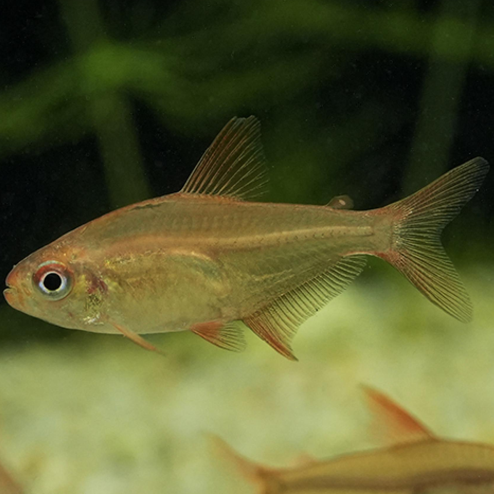 レッドチェリーテトラ（ブリード）