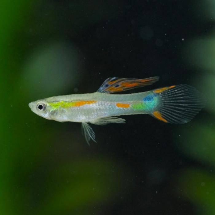 輸入グッピー　エンドラーズ　レッドネオン（オス）