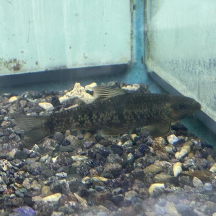 シュードクロッソケイルス・ニグロビッタータス(中国）