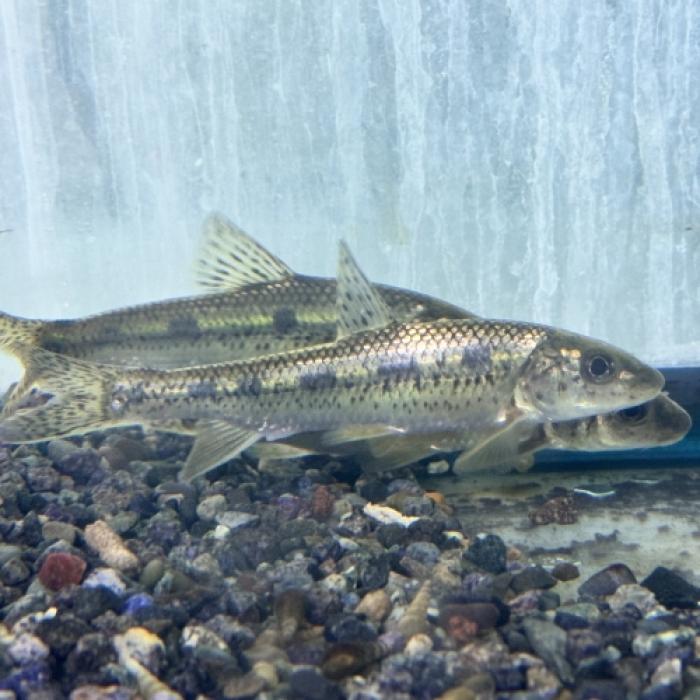 ベリゴビオ・ヌムミフェール(中国）