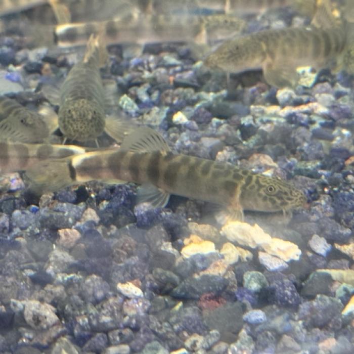 スキストラ・マクロタエニア（中国）