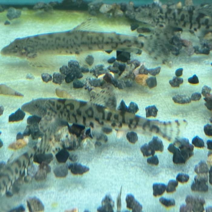 ヴァンマネニア・ピンチョウェンシス（中国）