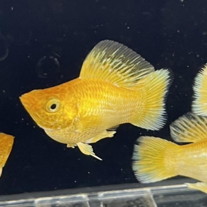 プラチナゴールデンバルーンモーリー