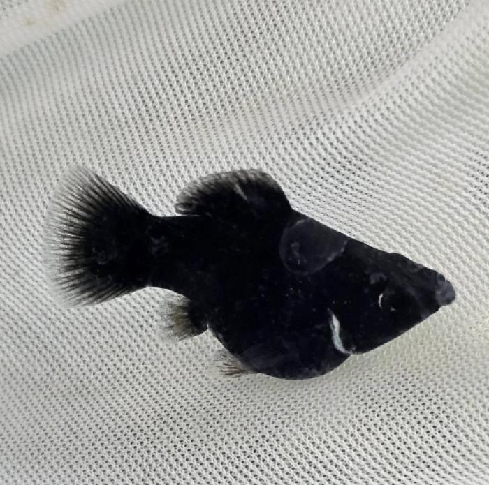 ブラックバルーンモーリー