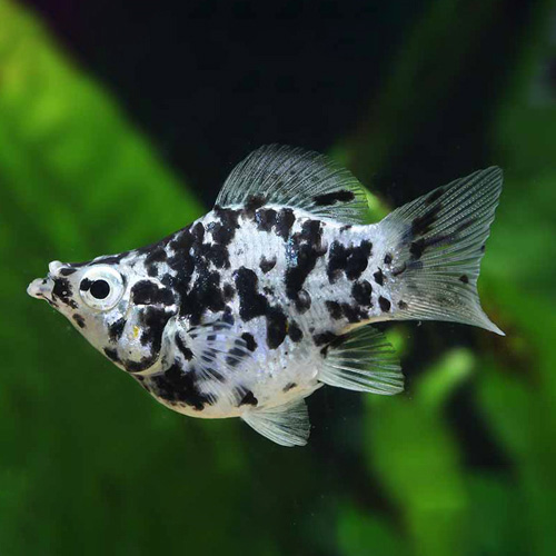 ダルメシアンバルーンモーリー