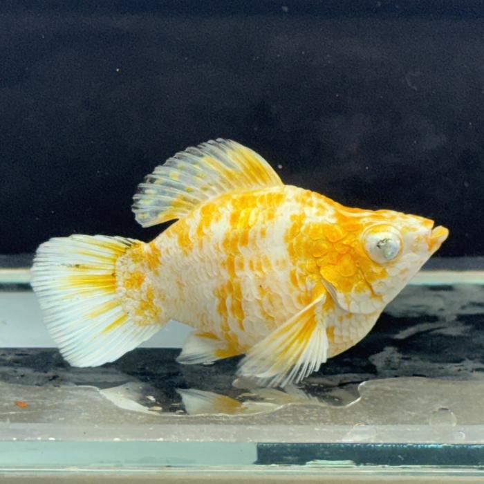 ブルーアイサクラバルーンモーリー雌雄指定不可