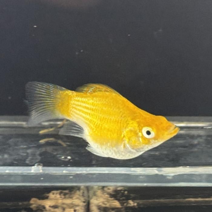 メタリックバルーンモーリー