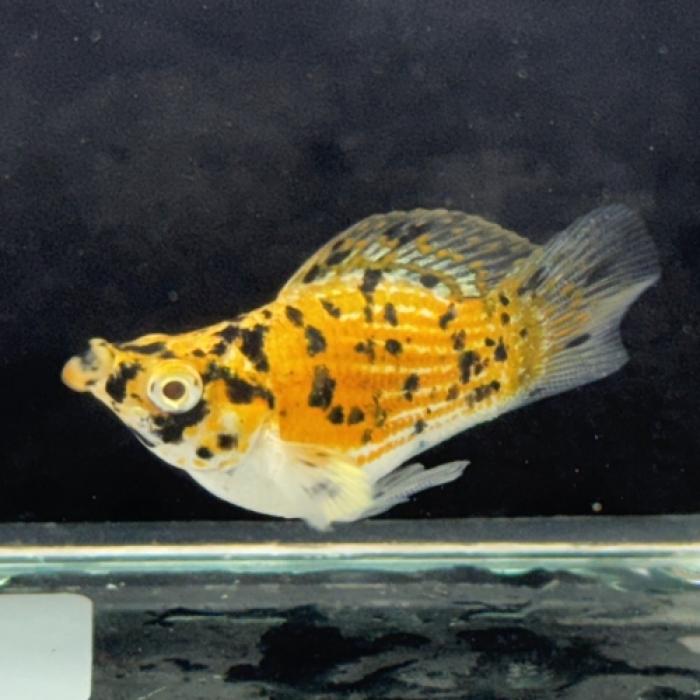 ゴールデンダルメシアンバルーンモーリー