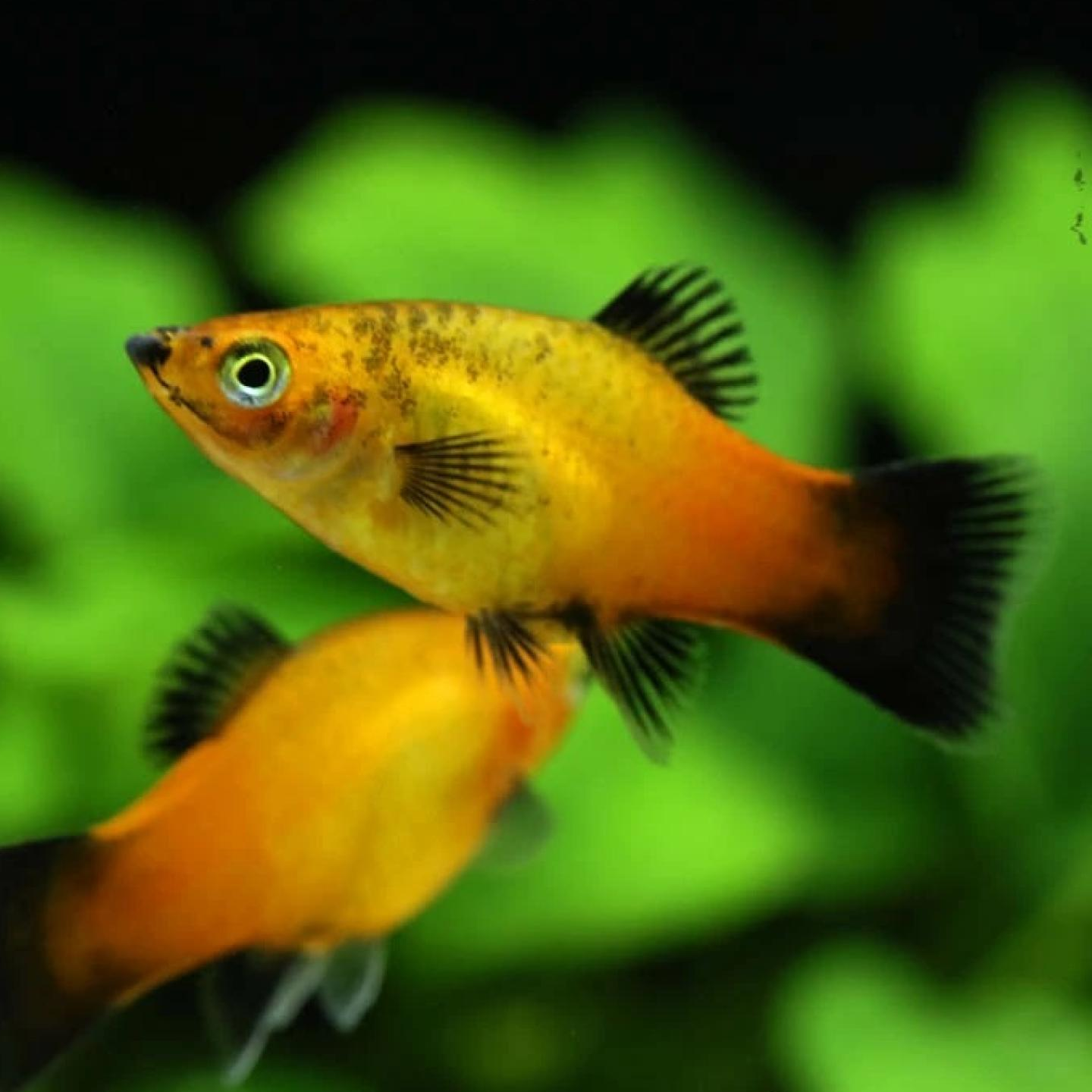 レッドワグプラティ（ＥＵブリード）