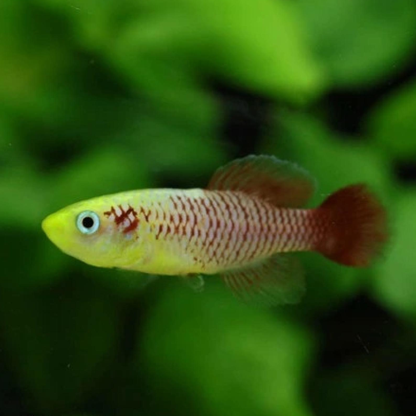 ノソブランキウス・ギュンテリーゴ―ルド（ＥＵブリード）（ペア）