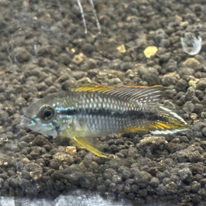 Ａｐアガシジ（Ｒｉｏ　Ｍｉｔｕ）（ＥＵブリード）（ペア）