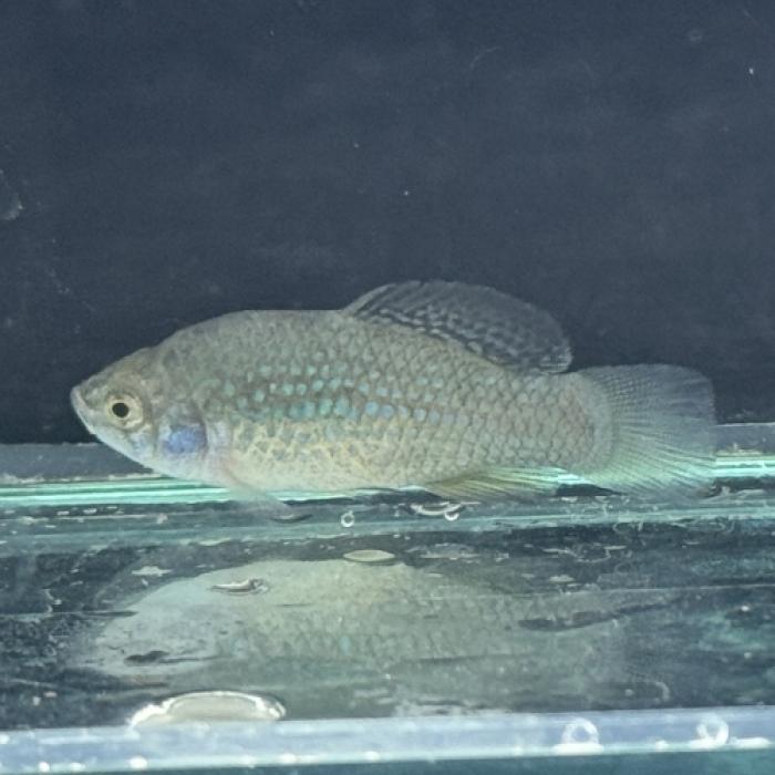 アメリカンフラッグフィッシュ