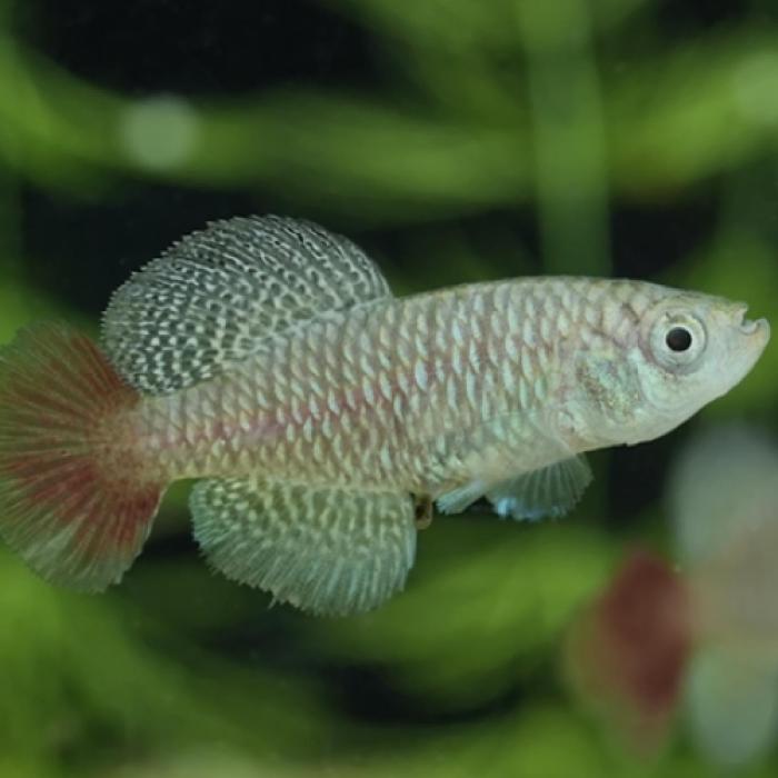 ノソブランキウス・パトリザイ（ＥＵブリード）（ペア）