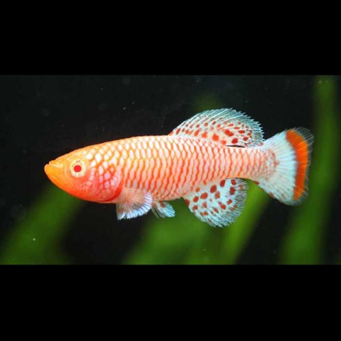 ノソブランキウス・アルビノラコビー（EUブリード）（ペア）