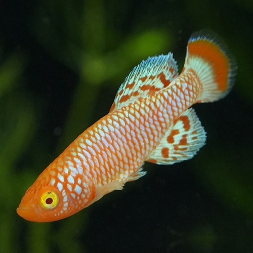 アルビノノソブランキウス・ラコビー（ＥＵブリード）（ペア）