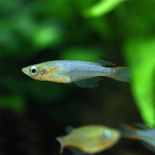 オリジアス・ウォウォラエ