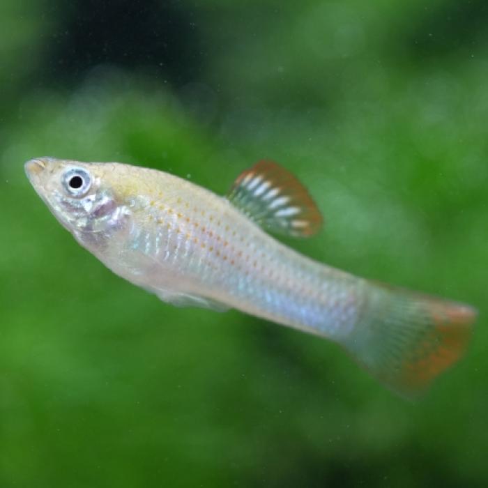 ポエキリア・サルバトリス（ＥＵブリード）（ペア）