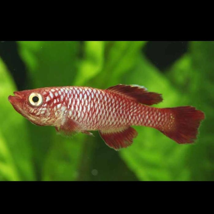 ﾉｿﾌﾞﾗﾝｷｳｽ・ｺｰｿｻｴ　ﾚｯﾄﾞ(Mafia TZN 08/2)(EUﾌﾞﾘｰﾄﾞ)(ﾍﾟｱ)