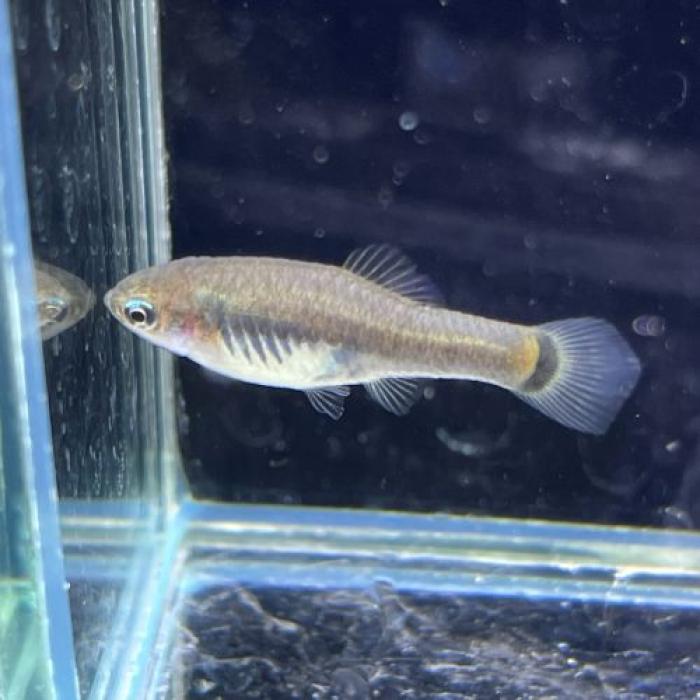 キフォフォルス・キフィディウム(EUブリード)（雄雌指定不可）