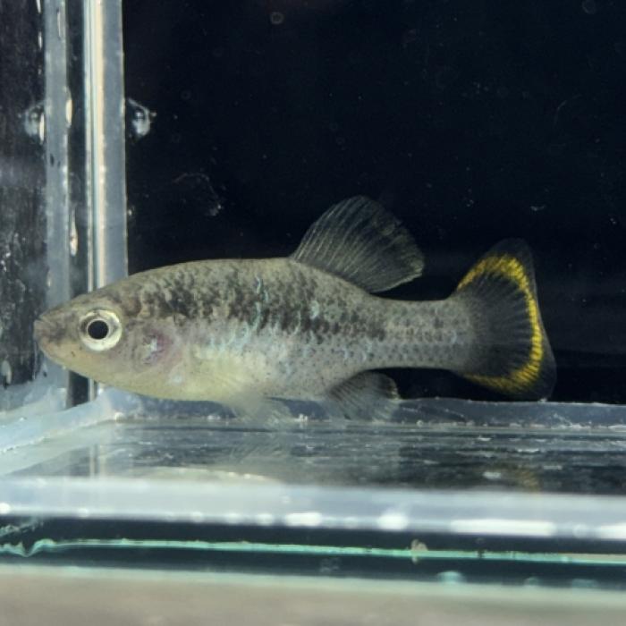 ズーゴネティクス・テキーラ（ＲｉｏＴｅｕｃｈｉｔｌａｎ）(EUブリ